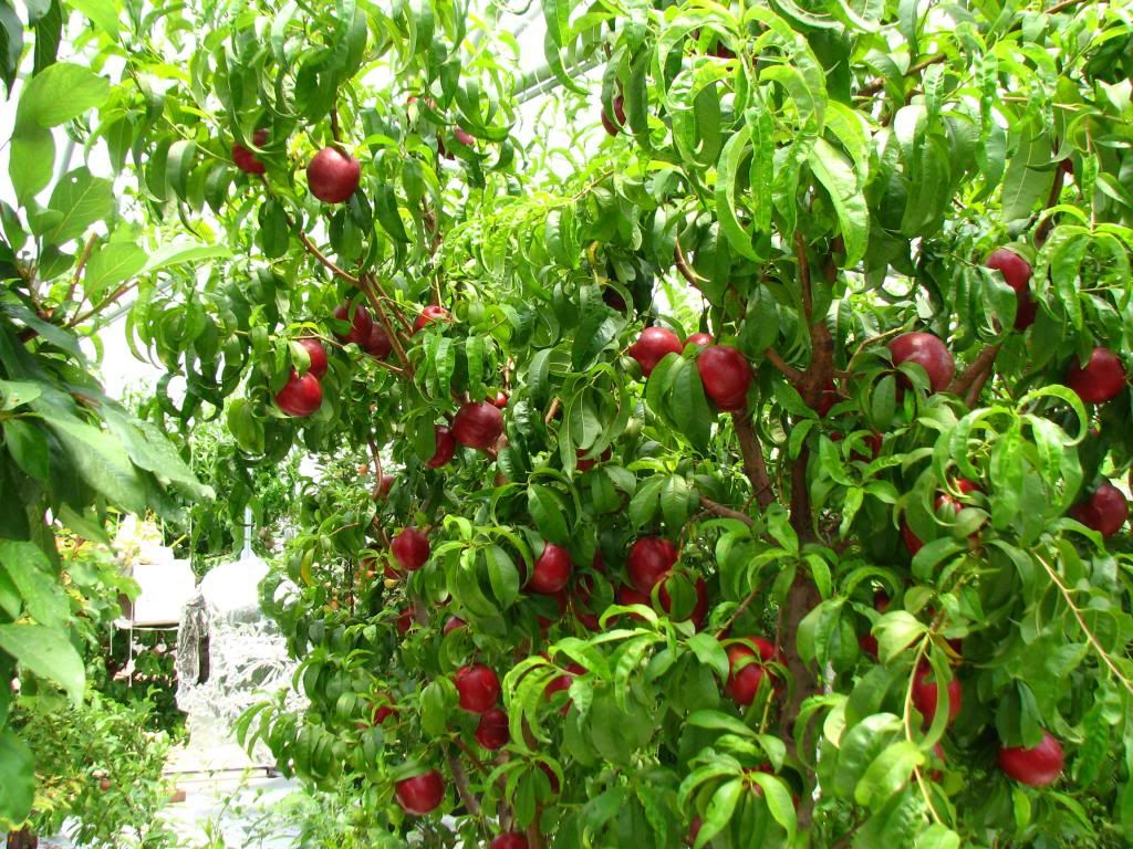  photo 6-6-11HoneyBlazenectarine006_zps7d590116.jpg